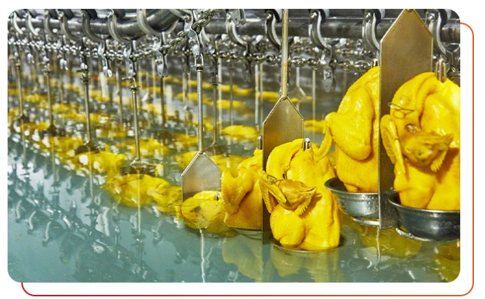 作為白切雞食材供應(yīng)商需要注意什么？